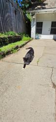 Found/Stray Unknown Cat last seen St. Annes hosp, Toledo, OH 43623