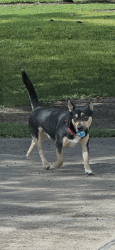 Lost Male Dog last seen Old Port Isabel , Brownsville, TX 78521
