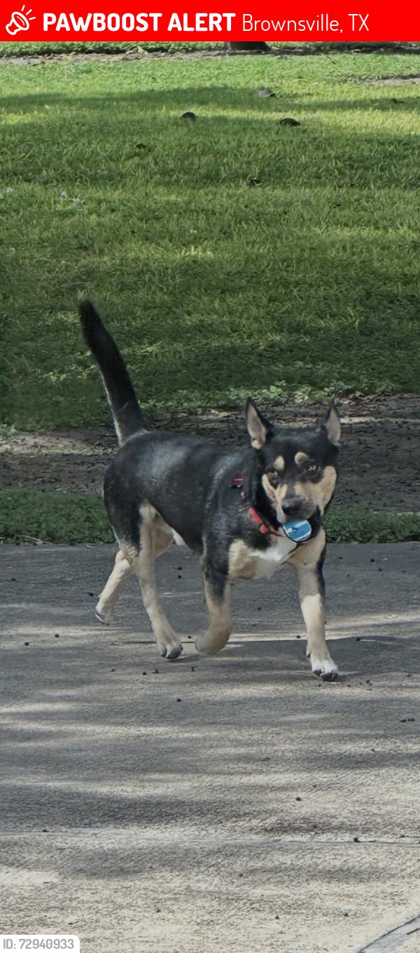 Lost Male Dog last seen Old Port Isabel , Brownsville, TX 78521