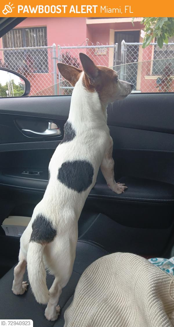 Found/Stray Male Dog last seen Near ne 71st , Miami, FL 33138
