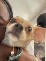 Lost Male Dog last seen dearborn buildings, Chicago, IL 60616