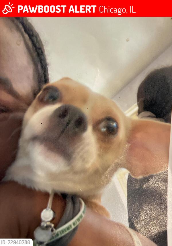 Lost Male Dog last seen dearborn buildings, Chicago, IL 60616