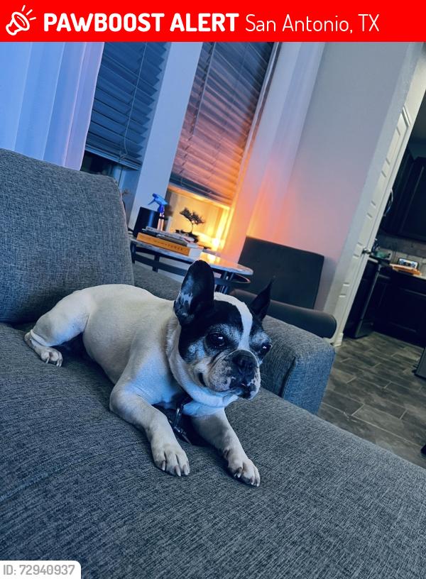 Lost Male Dog last seen Stone Creek Subdivision 78245, San Antonio, TX 78245