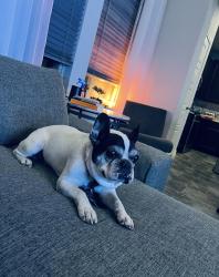 Lost Male Dog last seen Stone Creek Subdivision 78245, San Antonio, TX 78245