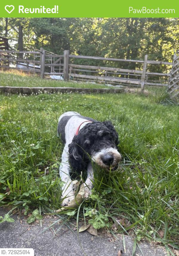 Reunited Male Dog last seen Bushy Cook and West Ten/Timberwood Trail , Orange County, NC 27243