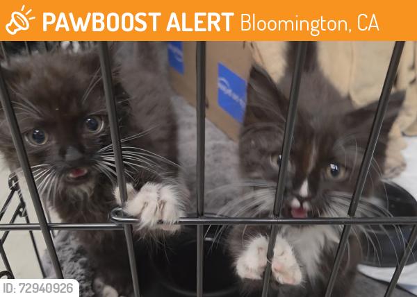 Found/Stray Unknown Cat last seen Meadowlark Ln & Jurupa Blvd, Bloomington, CA 92316