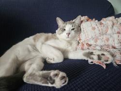Lost Male Cat last seen Near w Quarles pl, Littleton, CO 80128