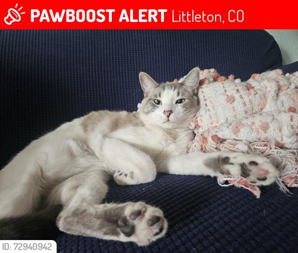 Lost Male Cat last seen Near w Quarles pl, Littleton, CO 80128