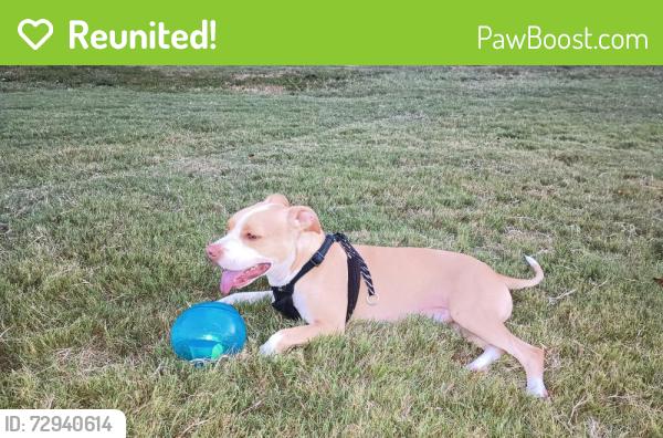 Reunited Male Dog last seen Hwy 160 and Bybee Rd , Bybee, TN 37821