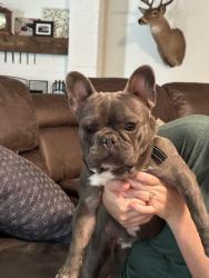 Reunited Male Dog last seen Bird park neighborhood by Worley middle school, Mansfield, TX 76063