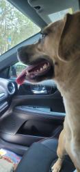 Reunited Female Dog last seen Longview Dr & N. Monroe, Tallahassee, FL 32303