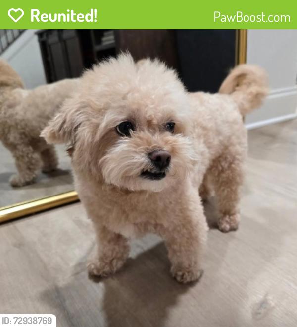 Reunited Female Dog last seen Seasons Subdivision , Pendergrass, GA 30567