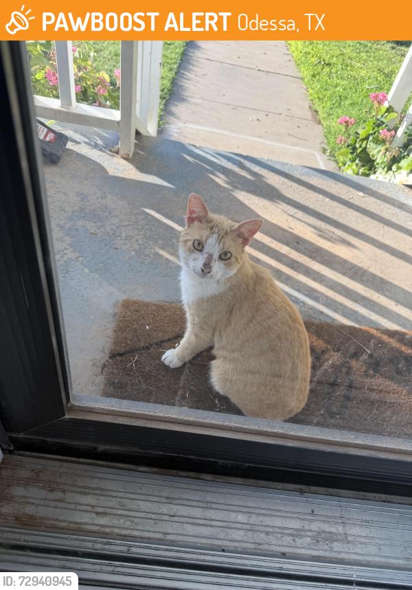 Found/Stray Male Cat last seen Wilson and Young Jr High, Odessa, TX 79762