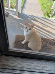 Found/Stray Male Cat last seen Wilson and Young Jr High, Odessa, TX 79762