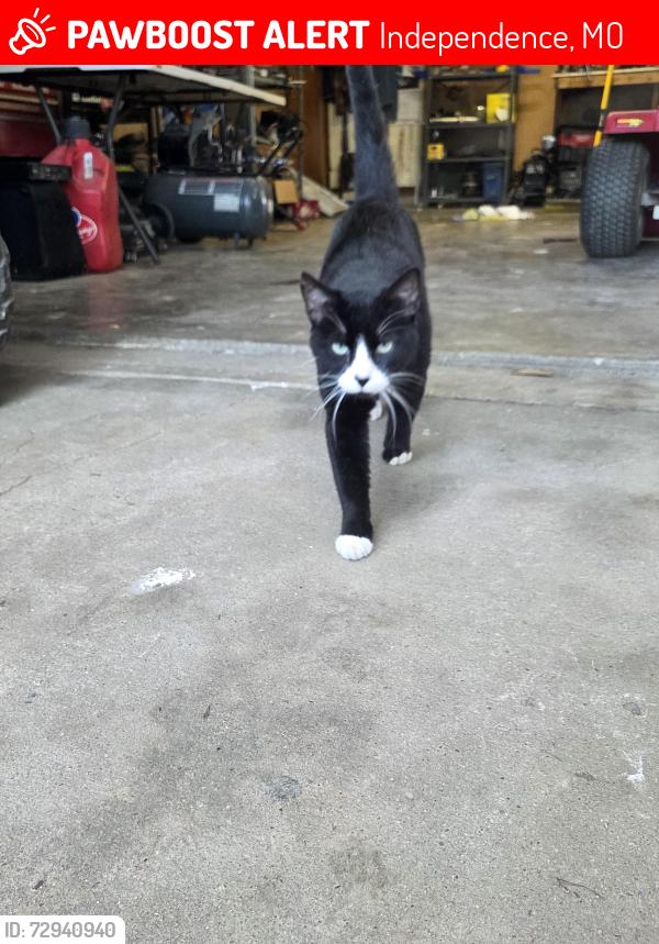 Lost Male Cat last seen Kentucky and Atherton rd , Independence, MO 64056