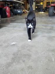 Lost Male Cat last seen Kentucky and Atherton rd , Independence, MO 64056