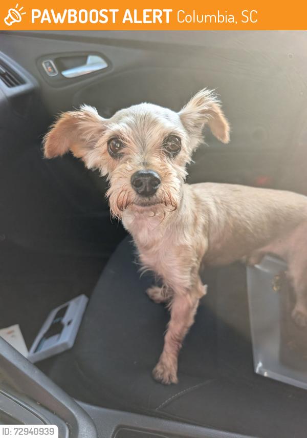Found/Stray Male Dog last seen Near Townes Rd, Columbia SC 29210, Columbia, SC 29210