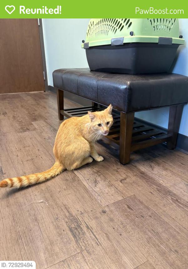 Reunited Male Cat last seen Hopewell Rd and Loveland Madeira , Cincinnati, OH 45249