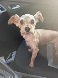 Found/Stray Male Dog last seen Near Townes Rd, Columbia SC 29210, Columbia, SC 29210