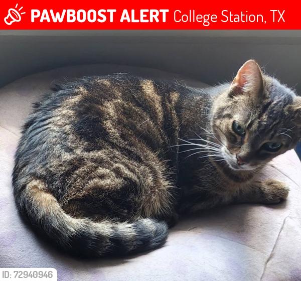Lost Female Cat last seen Intersection of Texas & George Bush, College Station, TX 77840