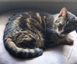 Lost Female Cat last seen Intersection of Texas & George Bush, College Station, TX 77840