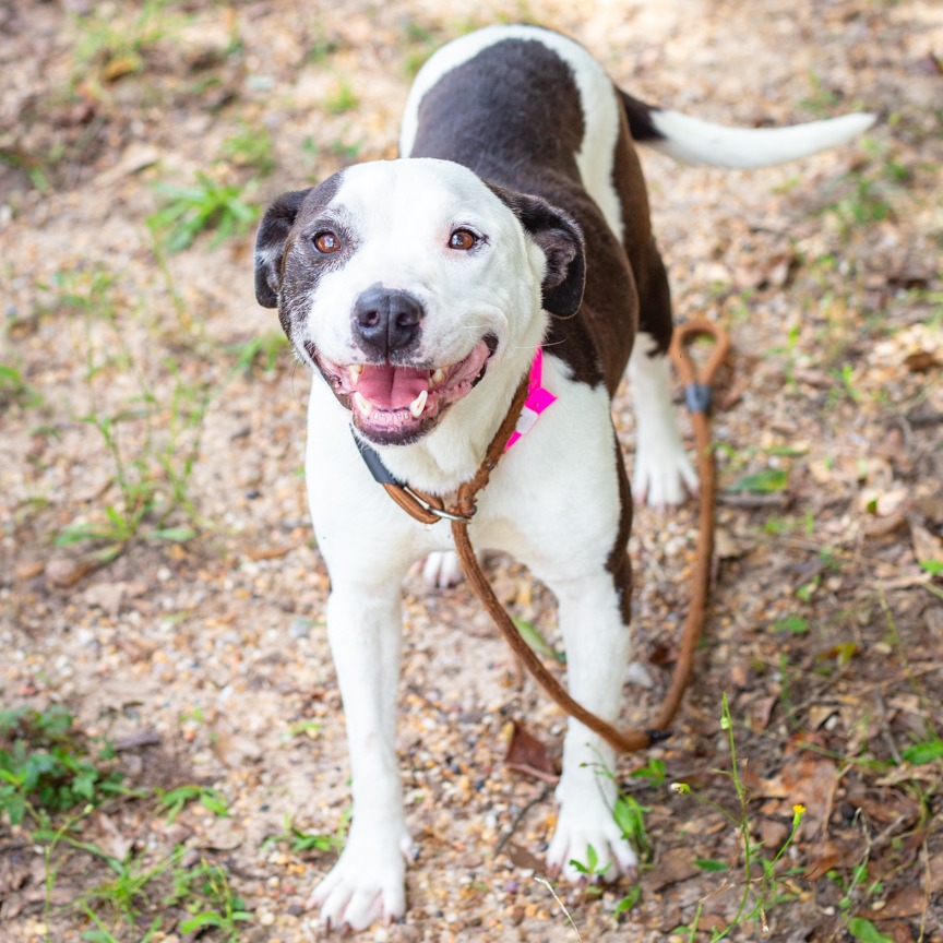 Shelter Stray Female Dog last seen , Hattiesburg, MS 39401