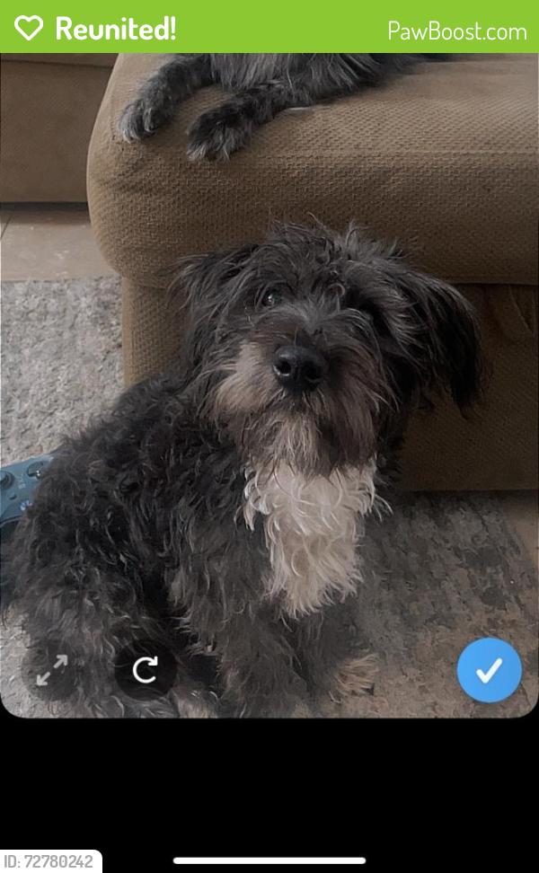 Reunited Male Dog last seen Rio grade and central , Albuquerque, NM 87104