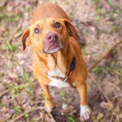 Shelter Stray Female Dog last seen , Hattiesburg, MS 39401