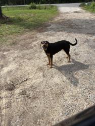 Found/Stray Female Dog last seen Martin Road, Columbia, SC 29223
