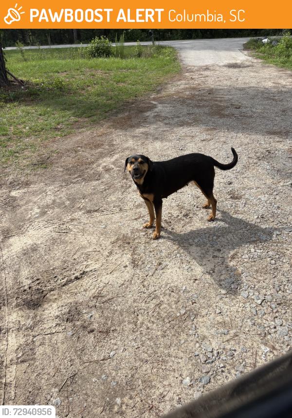 Found/Stray Female Dog last seen Martin Road, Columbia, SC 29223