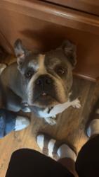 Reunited Male Dog last seen Fireweed dr near Austin bluffs, Colorado Springs, CO 80918