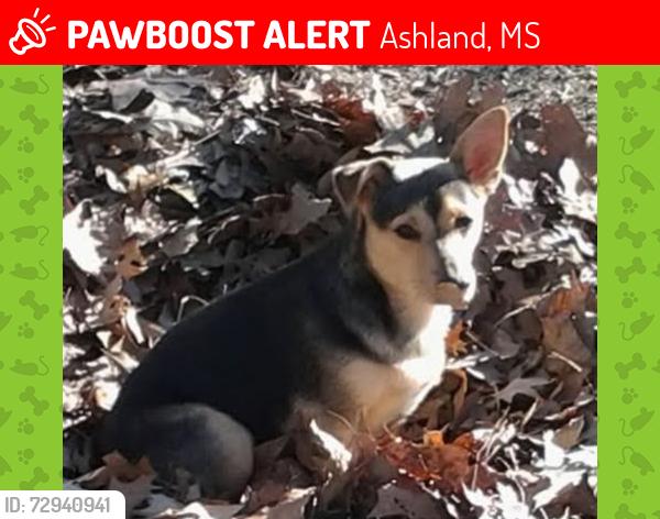 Lost Female Dog last seen Hwy 4 just outside Ashland Mississippi., Ashland, MS 38603