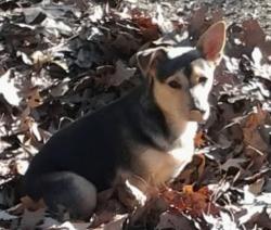Lost Female Dog last seen Hwy 4 just outside Ashland Mississippi., Ashland, MS 38603
