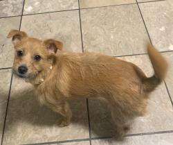 Lost Female Dog last seen N/A, Fort Washington, MD 20744