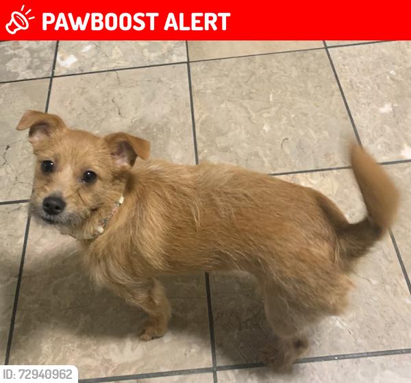 Lost Female Dog last seen N/A, Fort Washington, MD 20744
