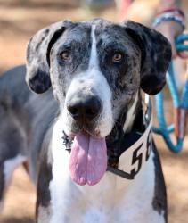 Reunited Male Dog last seen Near Tremont st , Southern Pines, NC 28387
