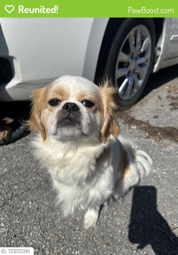 Reunited Female Dog last seen Near Wellington Ave, Indianapolis, IN 46226, USA, Indianapolis, IN 46226