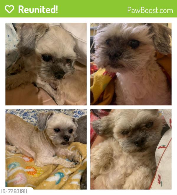 Reunited Male Dog last seen 40th Rd & 95th St in Elmhurst, Queens, Queens, NY 11373