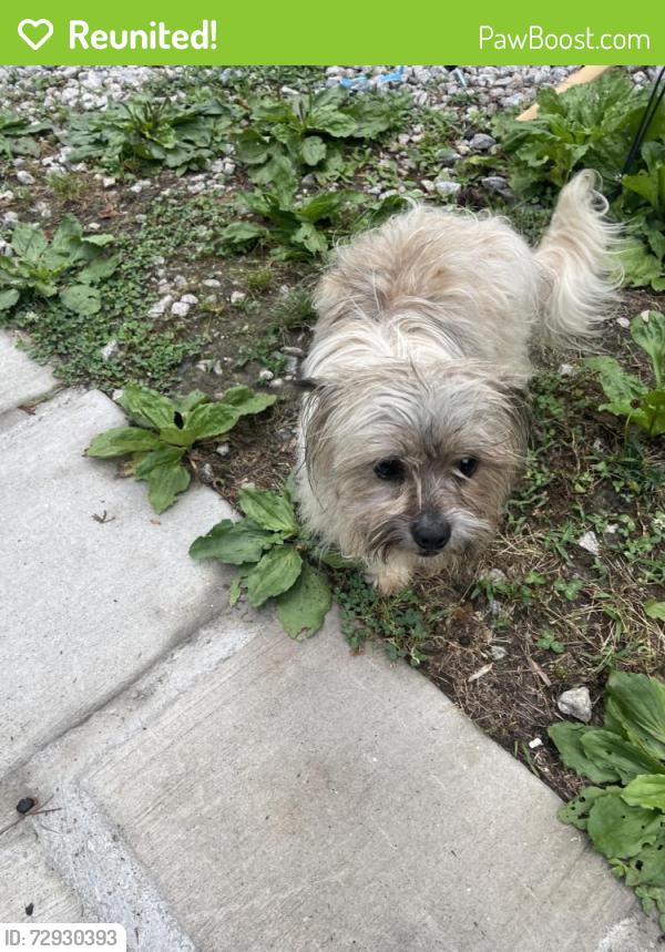 Reunited Male Dog last seen Willow creek dr , Willow Creek Dr, NC 27587