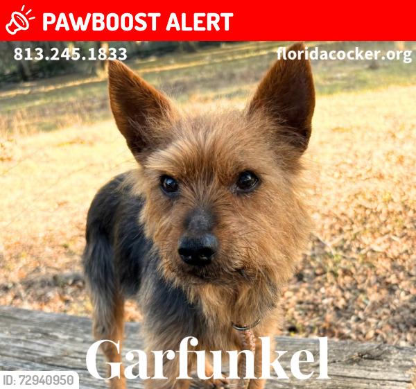 Lost Male Dog last seen Hickory hill road, Hernando County, FL 34602