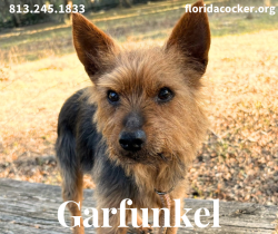 Lost Male Dog last seen Hickory hill road , Hernando County, FL 34602
