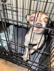 Reunited Male Dog last seen Running , Harrisburg, PA 17103