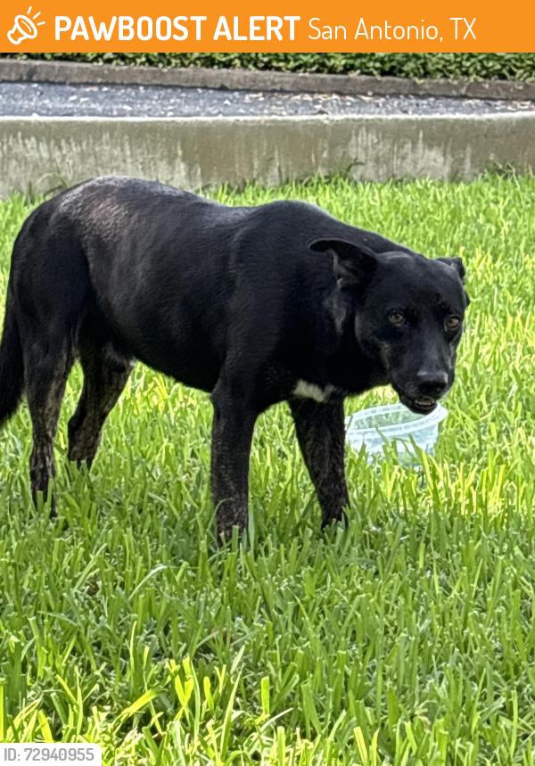 Found/Stray Male Dog last seen Off Callaghan and I10, San Antonio, TX 78230
