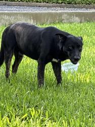 Found/Stray Male Dog last seen Off Callaghan and I10, San Antonio, TX 78230