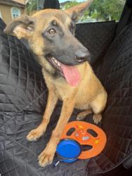 Found/Stray Male Dog last seen Near sw 284 st , Homestead, FL 33033