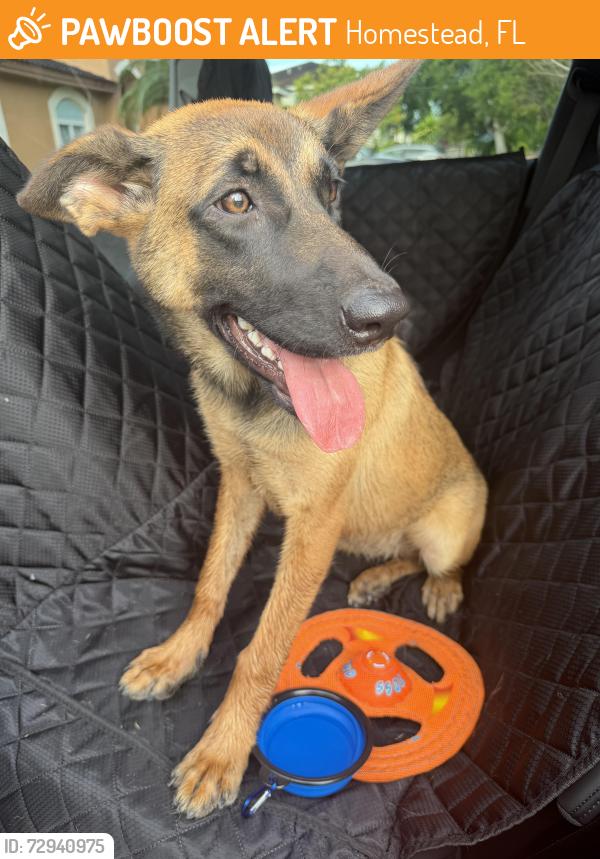 Found/Stray Male Dog last seen Near sw 284 st , Homestead, FL 33033