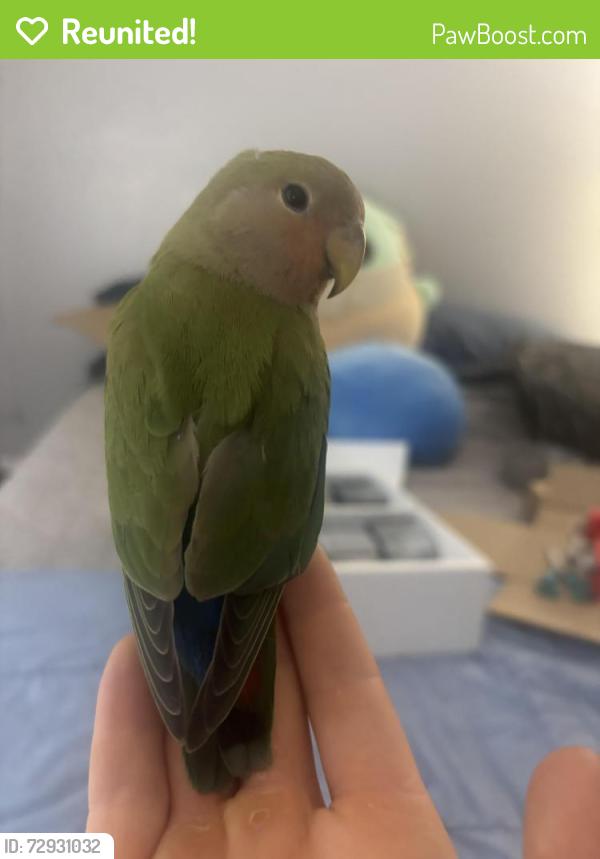 Reunited Unknown Bird last seen Gilbert Mountainside Fitness , Gilbert, AZ 85233