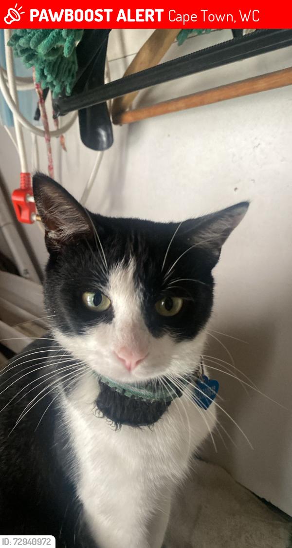 Lost Male Cat last seen De Tyger Spar, Cape Town, WC 7500