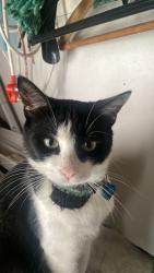 Lost Male Cat last seen De Tyger Spar, Cape Town, WC 7500