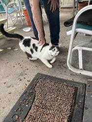 Found/Stray Unknown Cat last seen Fircrest elementary school area, Vancouver, WA 98684